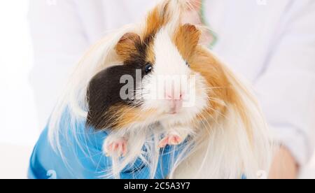 Porcellino d'India peruviano peloso in grande clinica veterinaria, primo piano Foto Stock