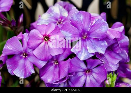 Phlox paniculata Foto Stock