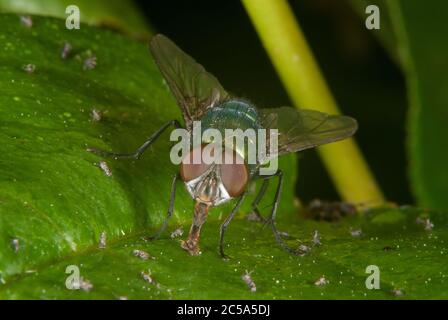La mosca latrina orientale (Chrysomya megacephala) Foto Stock