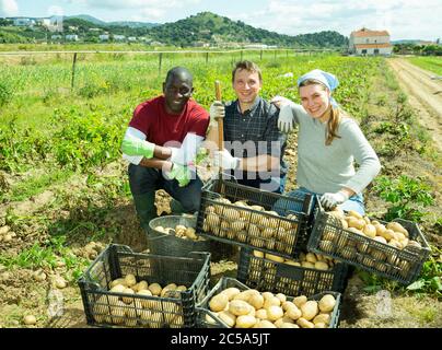 Allevatori soddisfatti che posano su piantagione di verdure vicino a pile di scatole di plastica con patate appena raccolte. Concetto di business agrario di successo e. Foto Stock