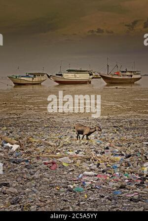 madura, jawa timur / indonesia - 13 novembre 2009: barche di legno sulla spiaggia di madura durante la marea ebb, una capra che passeggiano attraverso masse di spazzatura d0 Foto Stock