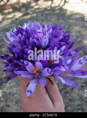 bouquet di violette viola in mano su uno sfondo sfocato Foto Stock