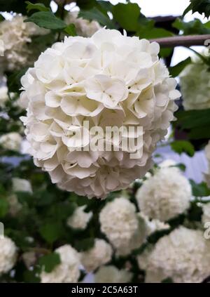 Bush giapponese di Snowball, cultivar Viburnum Plicatum o fiori di hydrangea, mostrando bei fiori bianchi in primavera su sfondo sfocato Foto Stock