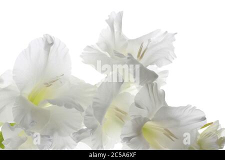 Closeup di bellissimi fiori campanili a petali bianchi isolati su un bianco sfondo Foto Stock