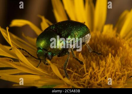 Il Criptocephalus sericeus su un fiore Foto Stock
