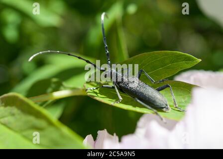 Il monochamo sutore Foto Stock