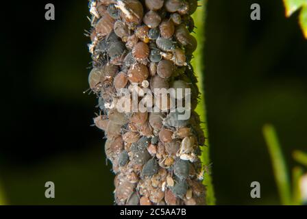 Uccello ciliegio-avena afida (Rhopalosiphum padi) Foto Stock