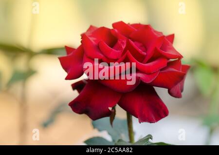 Sfondo rosso fiore rosa. Rose rosse su un cespuglio in un giardino. Rosa rossa. Rosa rossa Pride d'Inghilterra Foto Stock