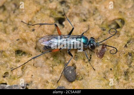 Vista dorsale di wasp smeraldo (Ampulex compressa) re-idratazione e raccolta di acqua a casa costruita Foto Stock