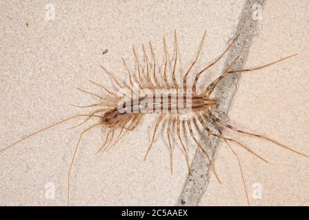 La Scutigera coleoprata (Casa centipede) Foto Stock