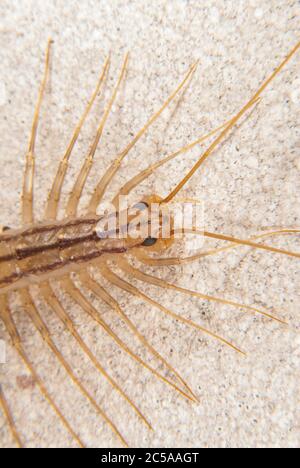 La Scutigera coleoprata (Casa centipede) Foto Stock