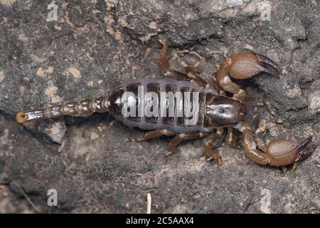 Scorpione incinta che riposa su una roccia. Foto Stock