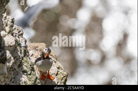 Atlantic Puffin, Fratercla arctica, si trovava su una sporgenza di scogliera che si affaccia Foto Stock