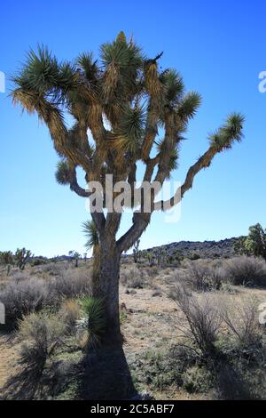 Escursioni a piedi nel Joshua Tree National Park, Stati Uniti Foto Stock