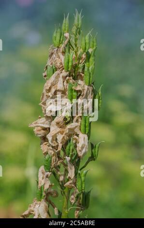 Piantando organico in campo. Piante sono cresciute da semi. Delphinium rapeseeds essiccati. Concetto di agricoltura Delphinium. Foto Stock