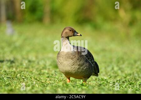 Tundra fagiolo da vicino. Foto Stock