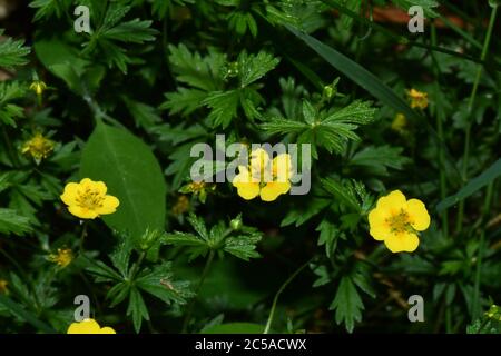 Tormentil 'Potentilla erecta'common cinquefoil, giallo 4 fiori petalled. Su suoli acidi leggeri in tutto UK.Wiltshire. Foto Stock