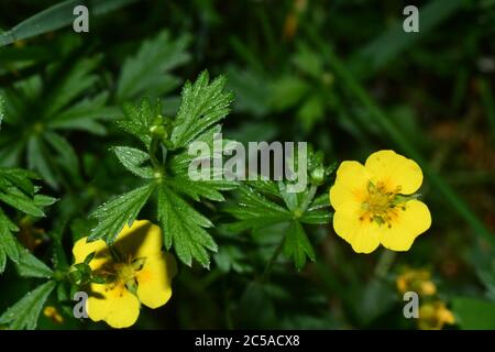 Tormentil 'Potentilla erecta'common cinquefoil, giallo 4 fiori petalled. Su suoli acidi leggeri in tutto UK.Wiltshire. Foto Stock