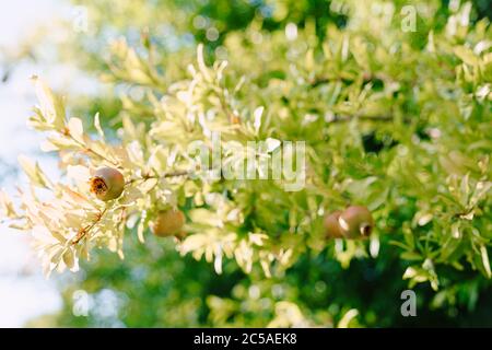 Un sacco di melograno arrossato su un albero. Foto Stock