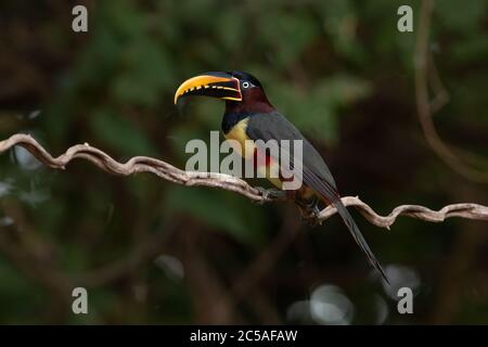 Un aracari con la bellatura di castanotis (Pteroglossus castanotis) dal Pantanal del Nord, Brasile Foto Stock