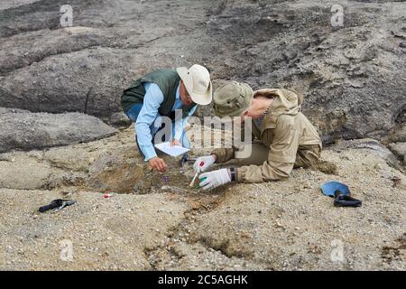 due paleontologi estraggono ossa fossili dalla terra nel deserto Foto Stock