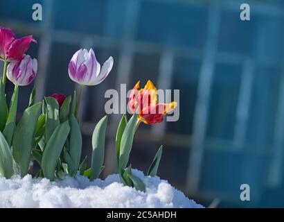 Neve che cade sui fiori di tulipano. Tulipano che cresce dalla neve. Condizioni atmosferiche anomale in primavera Foto Stock