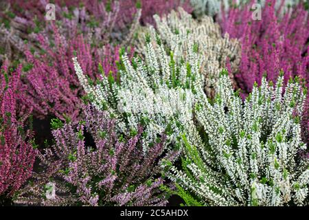 Erica riccamente fiorente con fiori bianchi e malva coltivati in vasi in serra Foto Stock