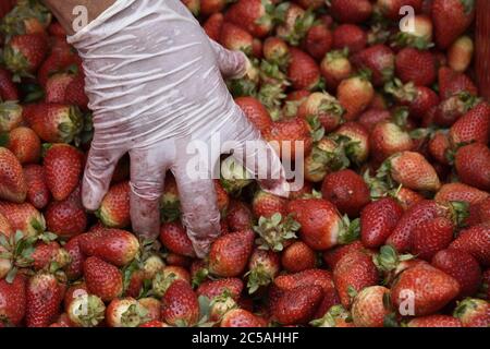 Uomo che indossa guanti raccogliendo un mazzo di fragole fresche Foto Stock