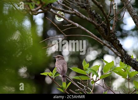 Flycatcher avvistato seduto su un ramo Foto Stock