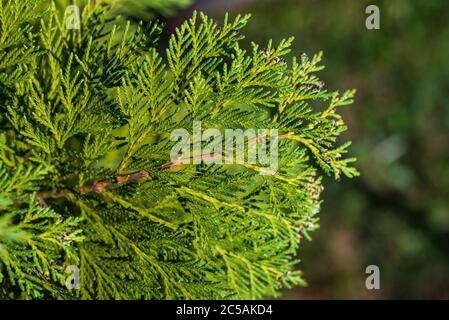 Thuja occidentalis fogliame. Closeup di ramche giovane verde di thuja. Foto Stock