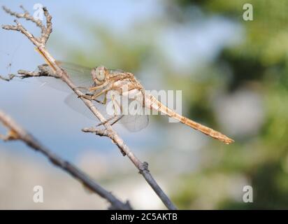 La skimmer meridionale (Orthetrum brunneum) Foto Stock