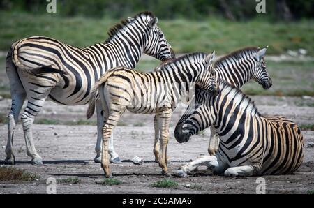 Zebre di Burchell (Equus quagga burchellii), Parco Nazionale di Etosha, Namibia Foto Stock