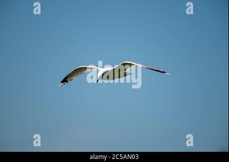 Helsinki / Finlandia - 21 GIUGNO 2020: Un primo piano di un gabbiano che vola attraverso la cornice contro un cielo blu sullo sfondo. Foto Stock