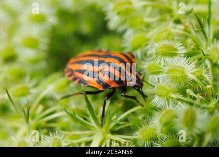 Bug italiano a strisce (Graphosoma lineatum) Foto Stock