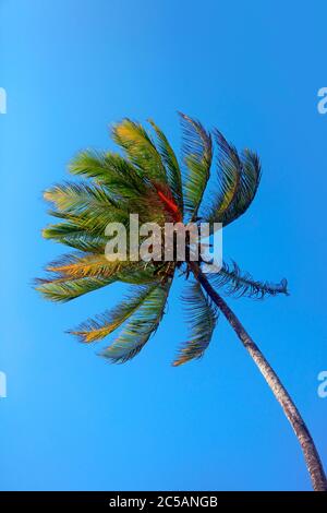 Albero di un coco la vista dal basso Foto Stock