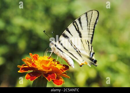La coda di rondine scarseggia sul fiore Foto Stock