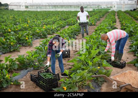 Team di agricoltori lavorano insieme raccogliendo zucchine sul campo Foto Stock