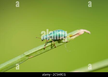 La dolcezza dal naso largo (Polydrusus formosus) Foto Stock