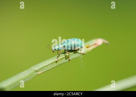 La dolcezza dal naso largo (Polydrusus formosus) Foto Stock