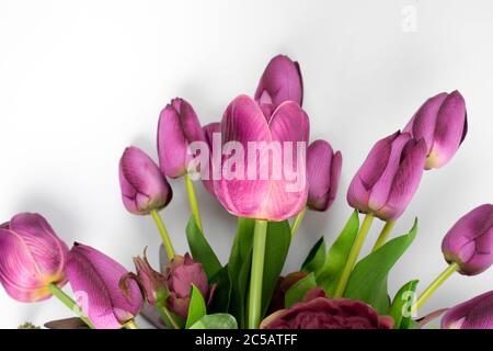 Bouquet di fiori di tulipani freschi su sfondo bianco Foto Stock