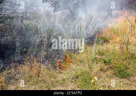 fiamme di erba bruciante avvolta nel fumo sullo sfondo di alberi bruciati e cenere di erba secca bruciata. Foto Stock