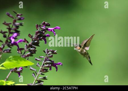 Maschio Ruby ha tirato Hummingbird Archilochus colubris che si nutra ai fiori viola di Salvia Foto Stock
