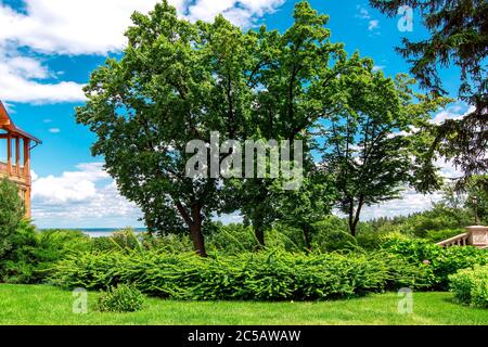 giardino con prato verde e cespugli soffici con alberi decidui nel cortile con nuvole e cielo blu. Foto Stock