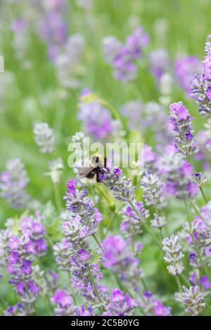 Bombus terrestris che si nucia di angustifolia di lavanda. Foto Stock