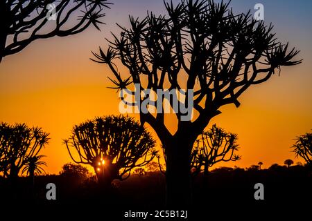 Tramonti dietro alberi da fiutare alla foresta di alberi da fiutare - Keetmanshoop Namibia Foto Stock