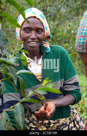 Visita alla cooperativa di caffè Gashonga nella regione del lago Kivu in Ruanda Foto Stock