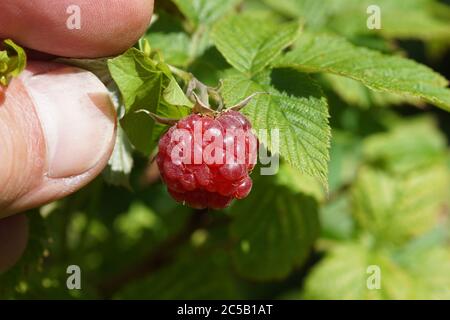 Una mano raggiunge per un lampone maturo (Rubus idaeus) per la raccolta. Rosaceae famiglia delle rose. In estate in un giardino olandese. Foto Stock