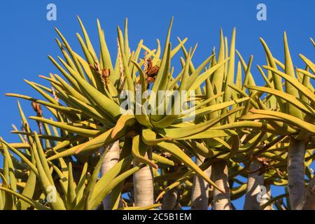 Primo piano di un albero di quiver (Aloidendron dichotomum) a quiver Tree Forest - Keetmanshoop Namibia Foto Stock