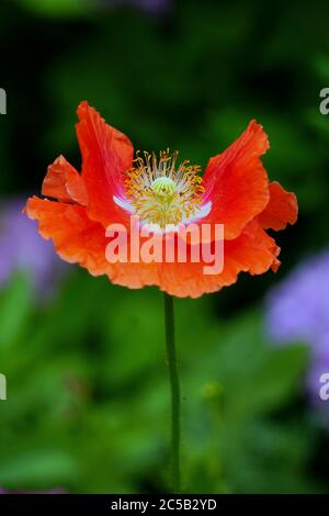 Red Double Layer Shirley Poppy Flower (Poppy comune) Foto Stock
