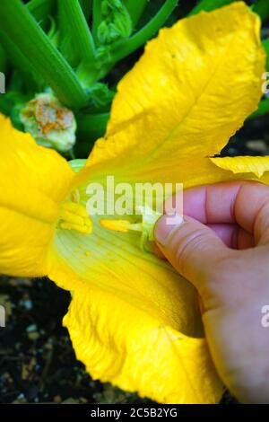 Impollinazione delle mani (impollinazione) zucca zucchina, fiori maschili e femminili (fiori) Foto Stock